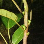 Ficus citrifolia Лист