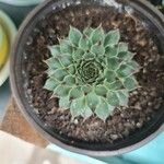 Sempervivum calcareum Лист