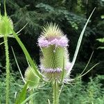 Dipsacus fullonumFlower