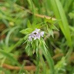 Sherardia arvensis Bloem