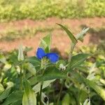 Commelina communisFiore