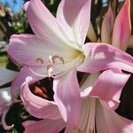 Amaryllis belladonnaFlor