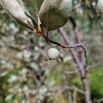 Elaeagnus commutata Fruit