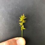 Carex spicata Floare