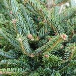 Abies fraseri Hábito