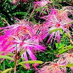 Calliandra selloi Kvet