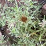 Asteriscus graveolens Blüte