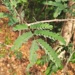 Albizia forbesii List