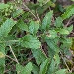 Veronica bachofenii Hoja