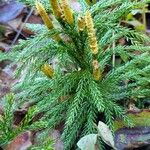 Lycopodium dendroideum Yaprak