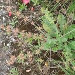 Salvia x sylvestris 花