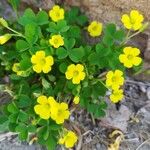 Oxalis strictaFloro