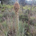 Puya dasylirioides Floare