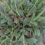 Diatelia tuberaria Likasa