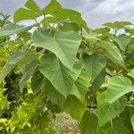 Paulownia tomentosaList