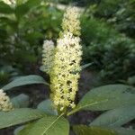 Phytolacca esculenta Квітка