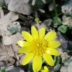 Ranunculus ficaria Flower
