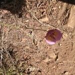 Calochortus plummerae Fleur