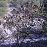 Rhus coriaria Hábito