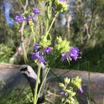 Polemonium occidentale Hábito