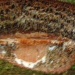 Coelocaryon preussii Corteza