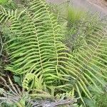 Thelypteris bergiana Φύλλο