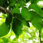 Zelkova carpinifolia برگ