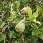 Ficus pumila Fruit