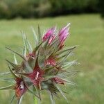 Trifolium stellatum Flower
