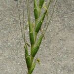 Aegilops speltoides Blad