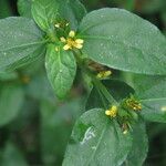 Synedrella nodiflora Flower