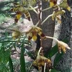Ansellia africana Floare