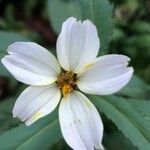 Bidens aurea Цветок