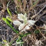 Chlorophytum tuberosum Kukka