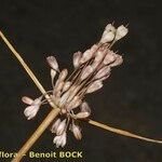 Allium savii Fruto