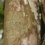 Chrysophyllum sanguinolentum Bark