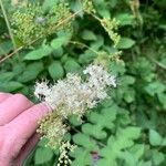 Filipendula ulmariaКветка