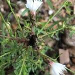 Centaurea diffusa Φύλλο