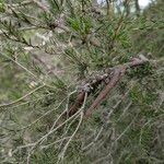 Melaleuca nodosa Fruit