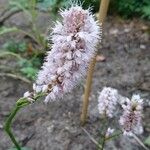 Bistorta officinalis Flower