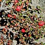 Cotoneaster microphyllus 果