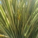 Phormium tenaxBlad