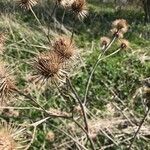 Arctium lappa Fruit