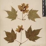 Acer caudatum Ostatní