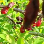 Berberis vulgaris Hedelmä