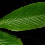 Hylaeanthe unilateralis Hoja
