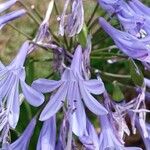 Agapanthus africanus Квітка