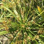 Cyperus alternifoliusFroito