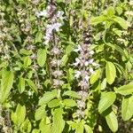 Ocimum americanumFuelha