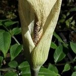 Amorphophallus albus Blomst